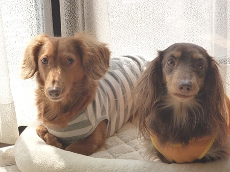 チャッピー&ラン