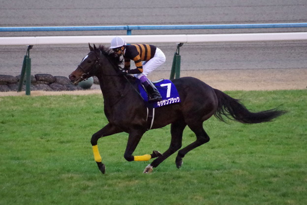 キタサンブラック 現役最後のキャンター