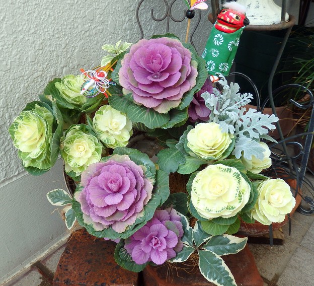 葉牡丹の寄せ植え