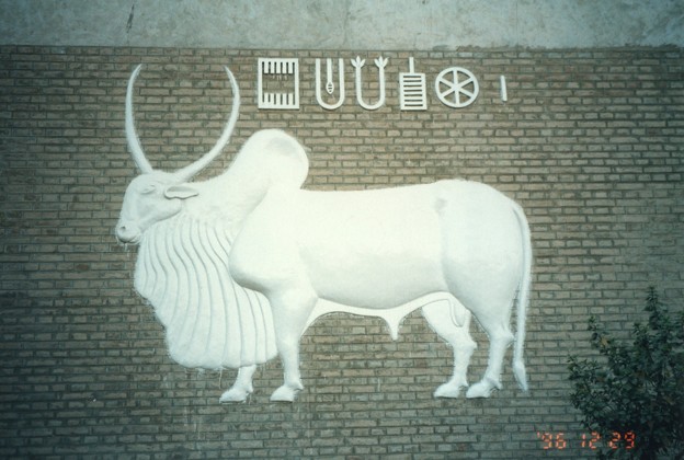 モヘンジョダロの聖なる白き瘤牛White zebu on Mohenjo-daro museum&#039;s wall　　背の瘤は身柱（ちりけ）に高く盛り上がり神々しかも白き瘤牛