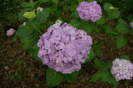 IMGP7848