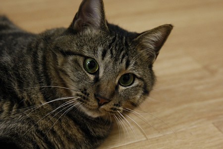 チャーリー「ボクが一番可愛いと思うよ?」