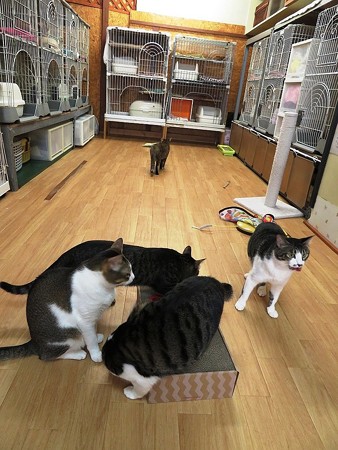 久し振りに爪とぎオモチャ導入！！
