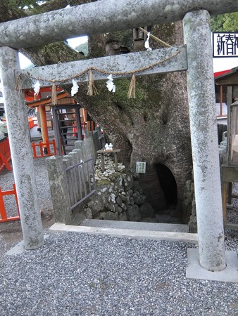 熊野那智大社09 那智大楠