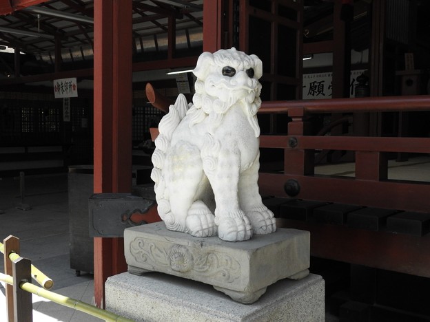 Photos: 太宰府天満宮55　本殿前の白い大理石の狛犬（角ある吽形）