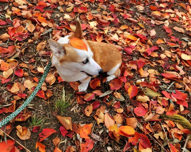 落ち葉