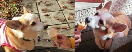 コギコギ