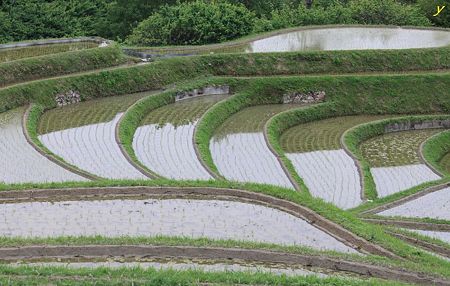 棚田
