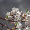 Photos: 御母衣の桜