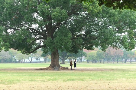2014.11.01　熊本　熊本城　大きな木の下で