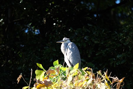 2014.11.27　和泉川　アオサギ