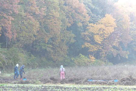 2014.11.30 追分市民の森 朝靄に秋桜畑整備