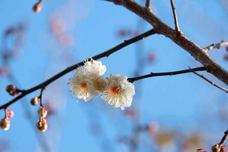 2015.01.16　和泉川　梅　開花