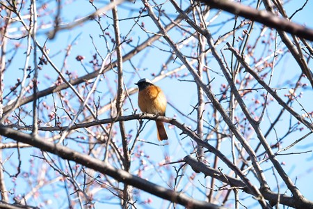 2015.01.16　和泉川　梅にジョウビタキ
