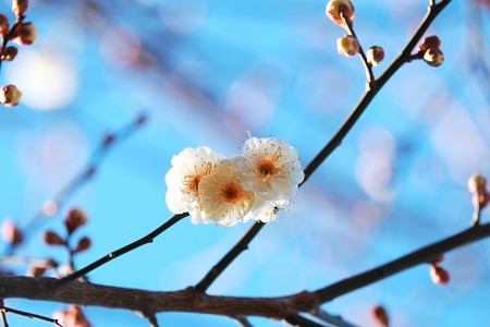 2015.01.19　和泉川　ウメ