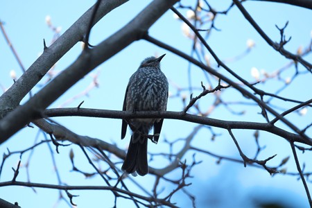 2015.01.25　和泉川　辛夷にヒヨドリ