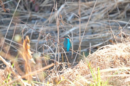 2015.01.27　和泉川　カワセミ