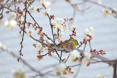 2015.01.27　和泉川　梅とメジロ