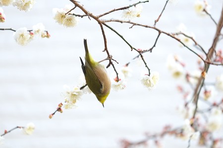 2015.01.27　和泉川　梅にメジロ