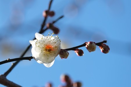 2015.01.27　和泉川　白梅