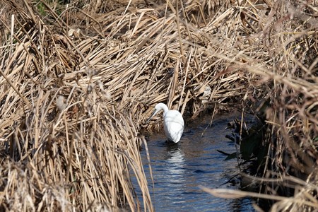 2015.01.29　和泉川　枯れ蒲流れで狩　コサギ