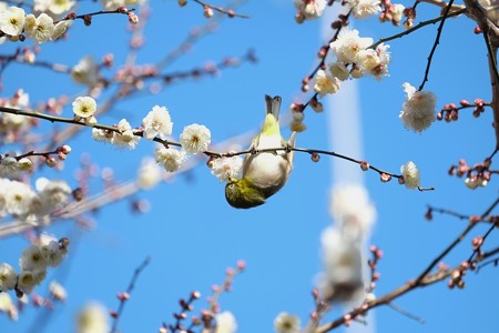 2015.02.06　和泉川　梅にメジロ　逆上がり