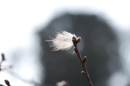 2015.02.16　和泉川　河津桜