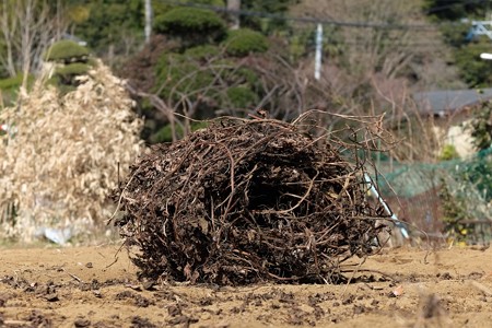 2015.02.16　和泉川　薩摩芋