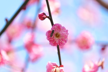 2015.02.19　瀬谷市民の森　紅梅にホソヒラタアブ