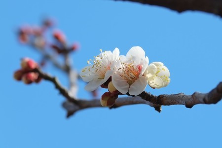 2015.02.21　和泉川　香りに寄せられ　ウメ