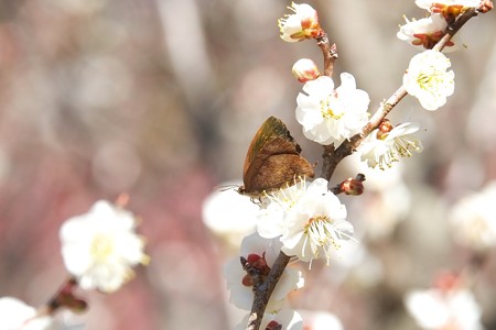 2015.03.02　大池公園　ウメに越冬したトラフシジミ？