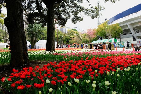 2017.04.10　横浜公園　チューリップ