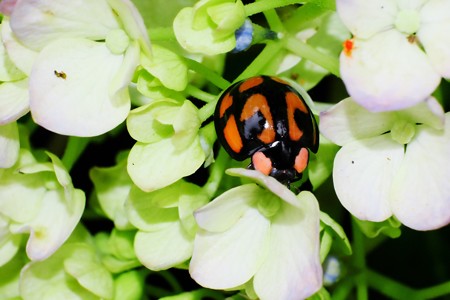 2017.06.27 和泉川 紫陽花にカメノコテントウ