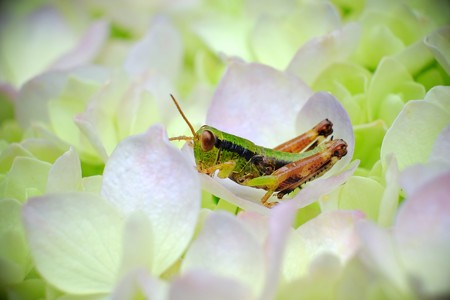 2017.06.29 追分市民の森 紫陽花にフキバッタ