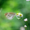 Photos: 2017.07.10　追分市民の森　ヒメジョオンに紋白蝶