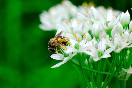 2017.08.24　追分市民の森　韮の雄蘂を破り花粉を集めるミツバチ