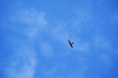 2017.10.01　追分市民の森　秋空に猛禽類