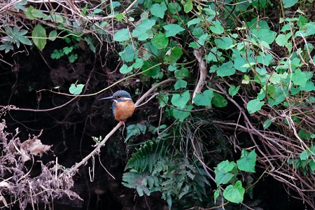 2017.11.18　和泉川　枯草にカワセミ