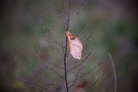 2017.11.18　和泉川　桜の下
