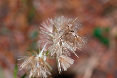 2017.11.29 追分市民の森 キッコウハグマ 閉鎖花