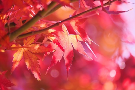 2017.12.07　和泉川　紅葉　冬日差