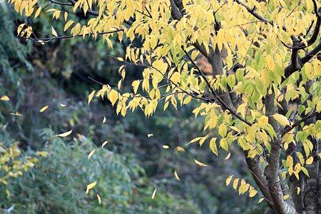 2009.11.28 和泉川 枯葉