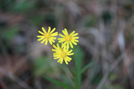 2009.12.05　和泉川　野の花