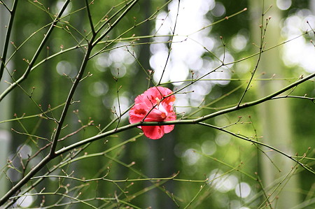 2010.03.05　鎌倉　報国寺　落花