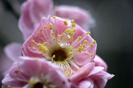 2010.03.05　鎌倉　宝戒寺　梅