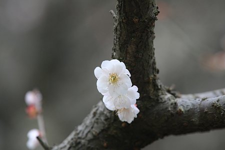 2010.03.17　大池公園　白梅