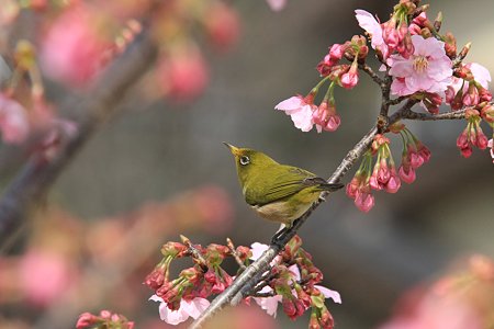 2010.03.18　和泉川　さくらにメジロ-2
