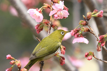 2010.03.18　和泉川　さくらにメジロ-4