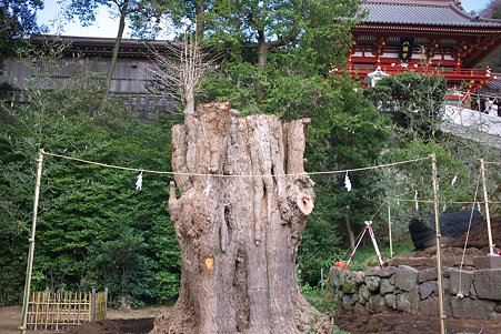 2010.03.19　鎌倉八幡宮　大銀杏-1