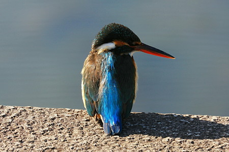 2010.03.22　和泉川　カワセミ-3